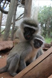 by butterfly-freed, Views[377]