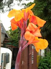 by butterfly-freed, Views[693]