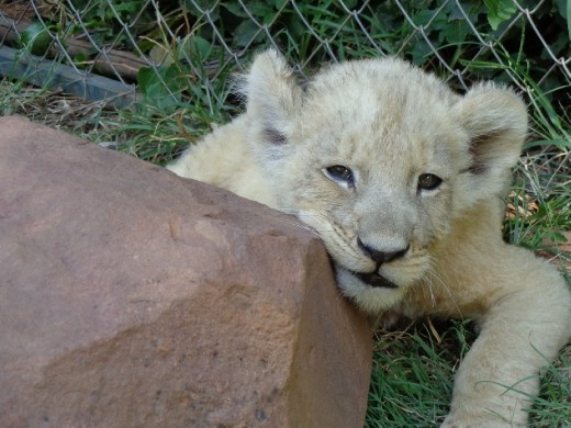 An after lunch lounge