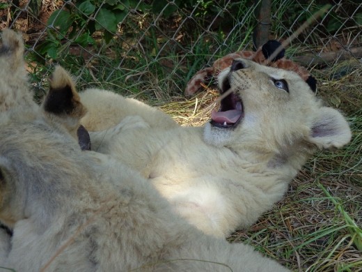 I'm thinking he would make a good travel companion!