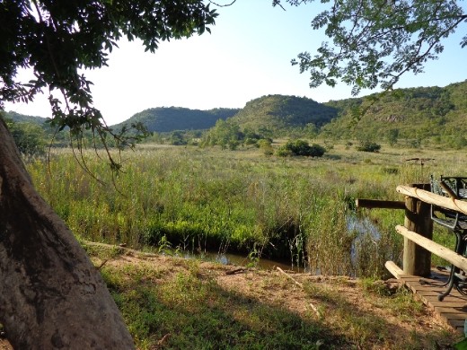 view from dining table