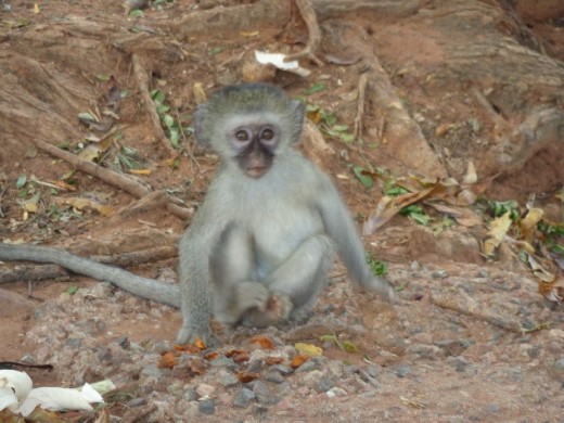 Baby Vervet Monkey