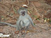 Baby Vervet Monkey: by butterfly-freed, Views[535]