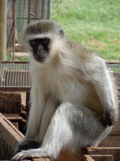 Adult Vervet Monkey