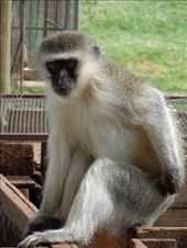 Adult Vervet Monkey: by butterfly-freed, Views[482]