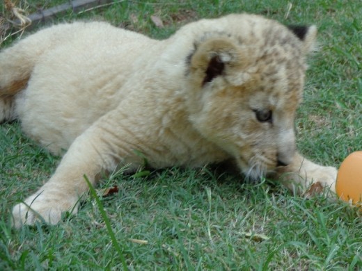 Lion Cub at end of my second week