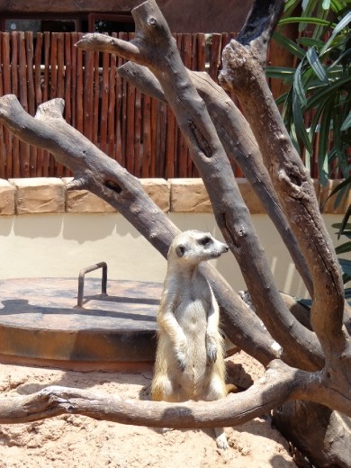 Meerkat on sentry duty