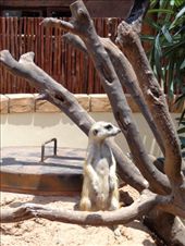 Meerkat on sentry duty: by butterfly-freed, Views[528]