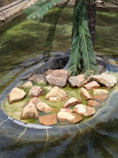 Ornamental Croc Pond at Zebula