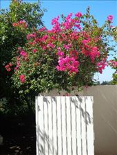 by butterfly-freed, Views[313]