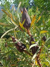 by butterfly-freed, Views[285]