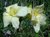 by butterfly-freed, Views[427]