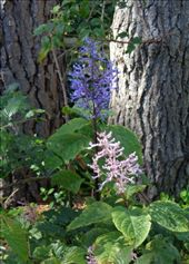 by butterfly-freed, Views[393]