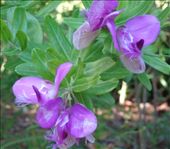 by butterfly-freed, Views[386]