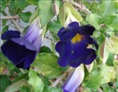 by butterfly-freed, Views[469]