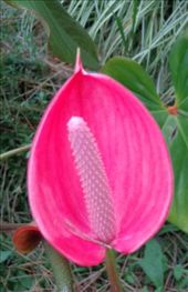 by butterfly-freed, Views[360]