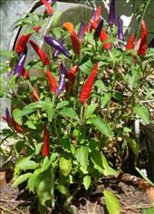 by butterfly-freed, Views[423]