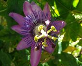 by butterfly-freed, Views[576]