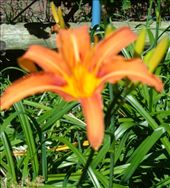 by butterfly-freed, Views[573]