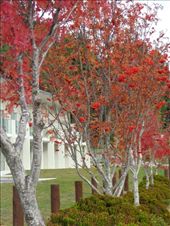 by butterfly-freed, Views[413]