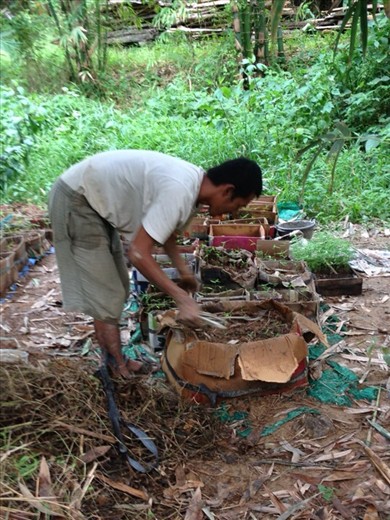 Aoi at the bamboo nursery