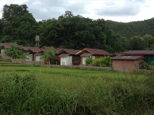 Bungalows on rice field