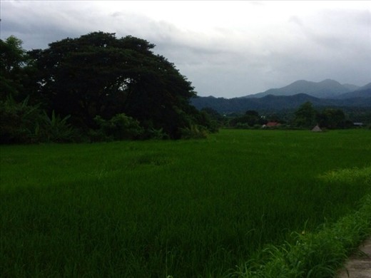 Mountains & rice paddy next door