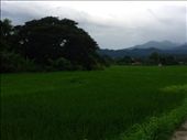 Mountains & rice paddy next door: by butterfly-freed, Views[479]