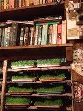 Books & wheatgrass at Good Life: by butterfly-freed, Views[483]