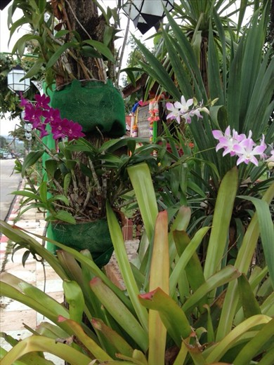 Orchids in the street