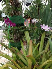 Orchids in the street: by butterfly-freed, Views[467]