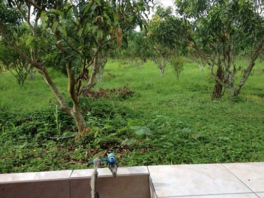 Mango orchard outside my kitchen window 
