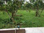 Mango orchard outside my kitchen window : by butterfly-freed, Views[438]