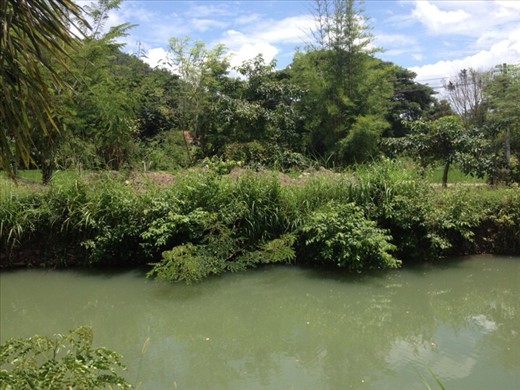 Full of fish in front garden