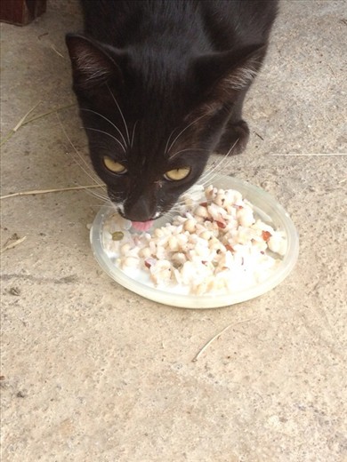 No meat, no problem! Vegetarian cats?