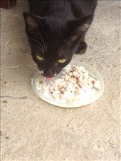 No meat, no problem! Vegetarian cats?: by butterfly-freed, Views[448]