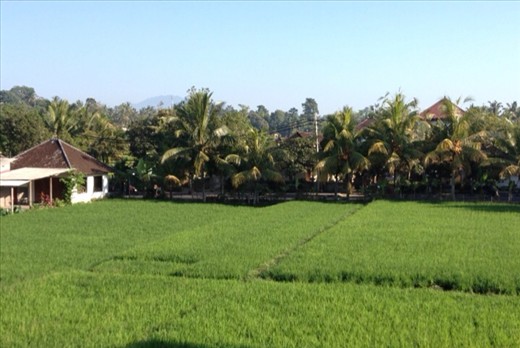 Rice fields & coconut palms from balcony
