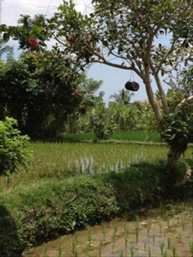 Bliss Bungalow gardens