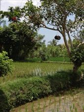 Bliss Bungalow gardens: by butterfly-freed, Views[483]