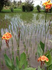 by butterfly-freed, Views[399]