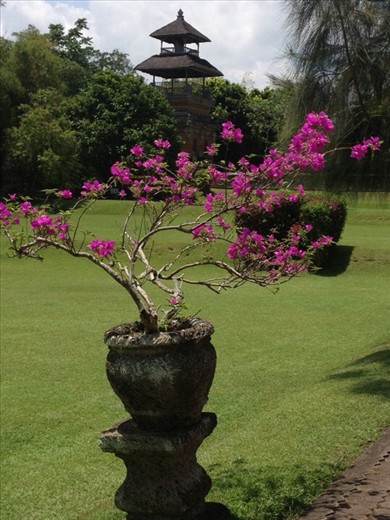 Bougainvillea at Mengwi