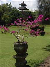 Bougainvillea at Mengwi: by butterfly-freed, Views[448]