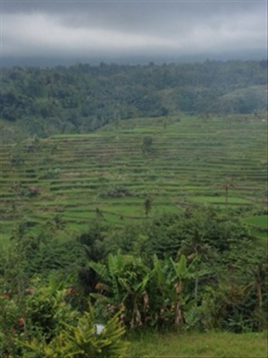 Rice Terraces