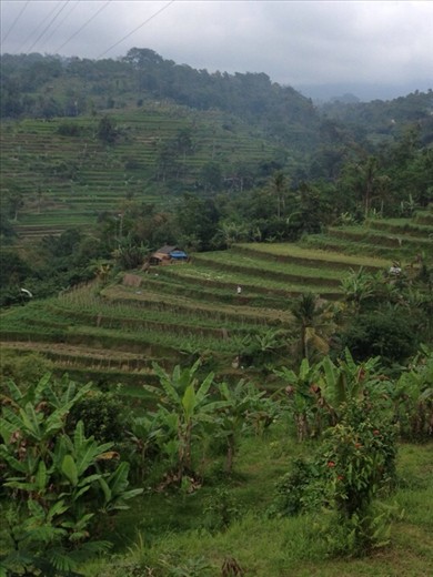 Rice Terraces @ Jati Luwih