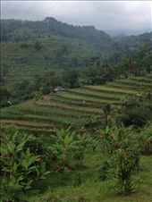 Rice Terraces @ Jati Luwih: by butterfly-freed, Views[484]