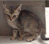 Kitten at Raka Homestay: by butterfly-freed, Views[459]