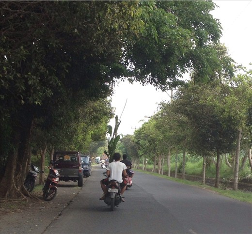 Banana tree on scooter