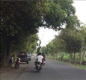 Banana tree on scooter: by butterfly-freed, Views[564]