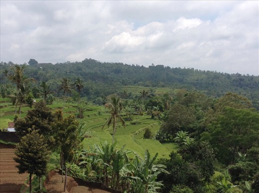 Colourful rice fields