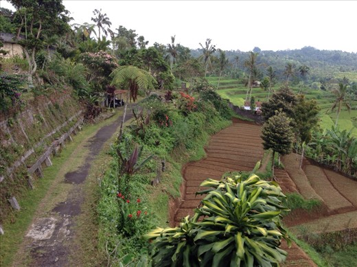 Rice terrace